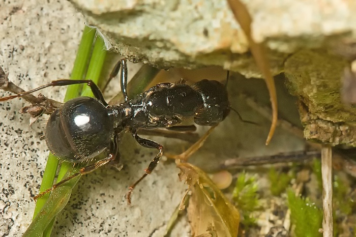 Componotus sp. ?No. Regina di Messor capitatus